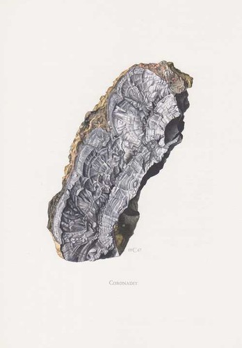 Coronadit stampa colori - stampa, a