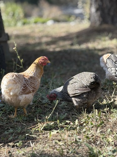 Uova cova gallo fertili - gallo,