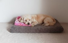 Cuccia Cane e Gatto Deluxe