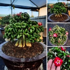 Adenium dorset corno rosa del