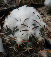 Coryphantha tripugionacantha