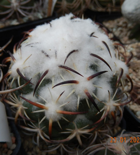 Coryphantha tripugionacantha