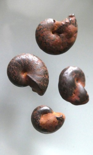 Piccoli fossili ammonite - fossili, di