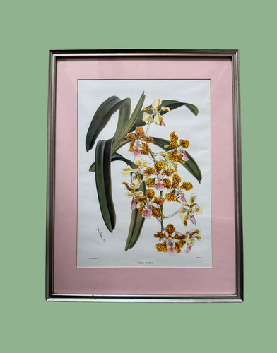 Stampa orchidea botanica vanda - orchidea,