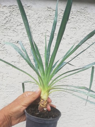 Yucca ricurvifolia - yucca,