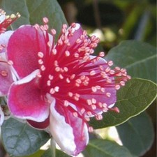 Pianta Feijoa