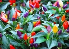 Peperoncino ARCOBALENO BOLIVIANO, 25 semi + omaggio