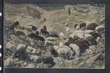 Cartolina Animali Gregge di