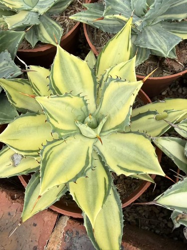 Agave potatorum potatorum