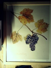 MALVASIA NERO - NACH EINEM