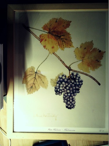Malvasia nero da un - da,