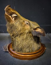 Tassidermia testa di cinghiale di fine '800- Trofeo di caccia