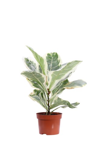 Pianta vera ficus - di, lyrata