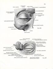 Stampa antica ANATOMIA dell' OCCHIO oculista medicina Sobotta 1931 Antique print