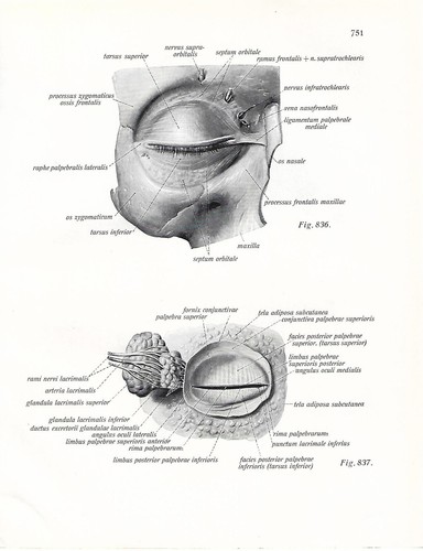 Stampa antica anatomia - stampa,