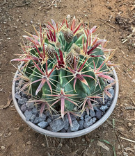 FEROCACTUS LATISPINUS - CACTUS