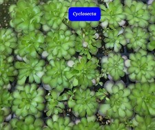 Pinguicula Cyclosecta