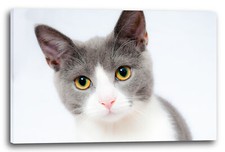 Tela/Cornice Foto di gatto