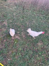 10 uova fertili di galline
