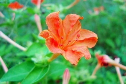 Quattro foglie fiori 50g - quattro,