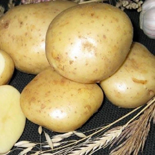Ballad potato seeds g - seeds, 0.02