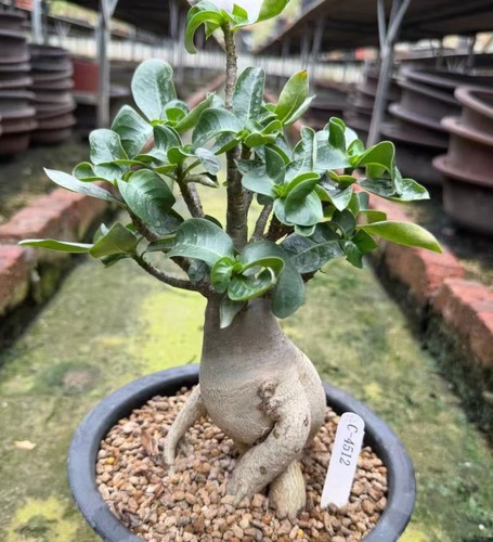Vendita rara adenium obesum - vendita,