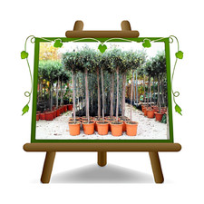 Olivi bella di Spagna - Pianta