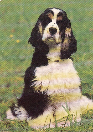 American cocker spaniel - ,