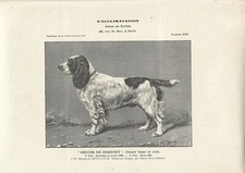 Stampa antica CANE razza