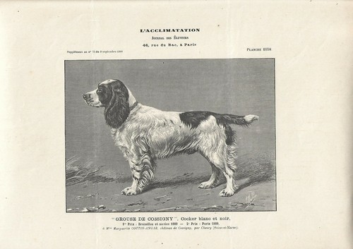Stampa antica cane razza - antica,