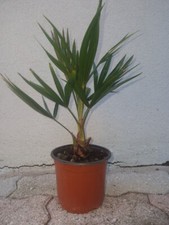 Pianta palma Chamaerops