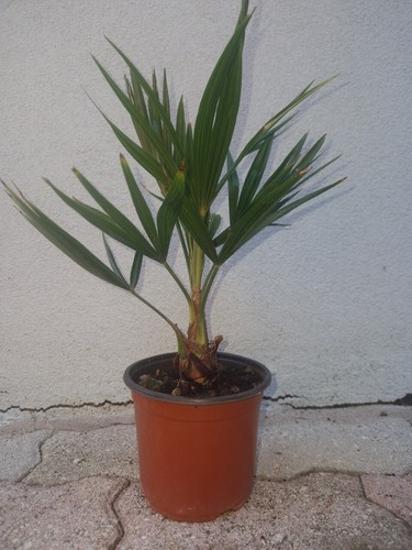 Pianta palma chamaerops - pianta,
