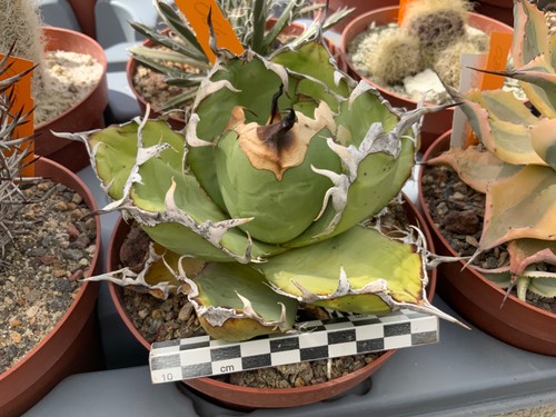 064 agave titanota selected - agave,