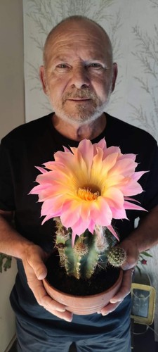 Echinopsis trico cereus - echinopsis-trico,