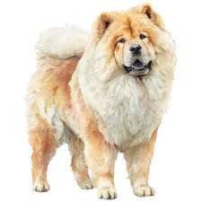 3 adesivi Chow Chow adesivi