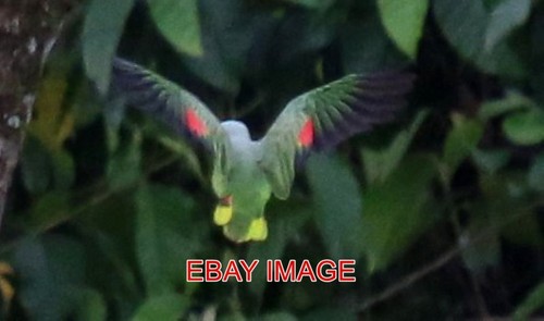 Photo red lored amazon parrot - photo,