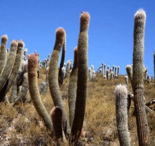 SEMI DI OREOCEREUS CELSIANUS ARGENTINA - Vecchio delle Ande | Torcia di Lana