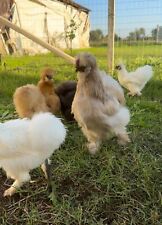 Pulcini Di Galline Moroseta Linea Americana