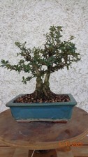 BONSAI DI OLIVASTRO OLEA