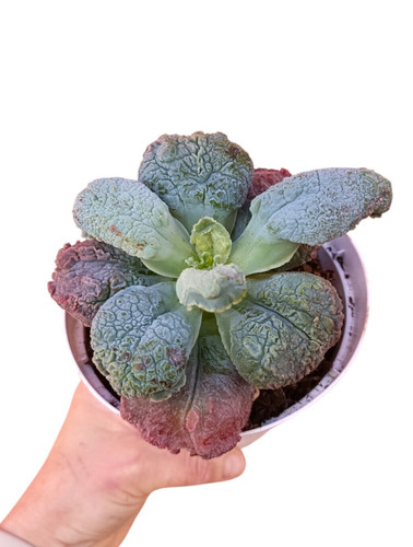 Echeveria linguas pianta - 'linguas',