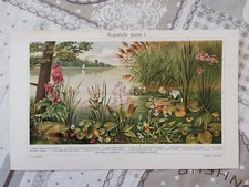 Illustrazione Ritaglio da Enciclopedia Tipologia Piante Acquatiche