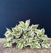 10 AGAVE TITANOTA