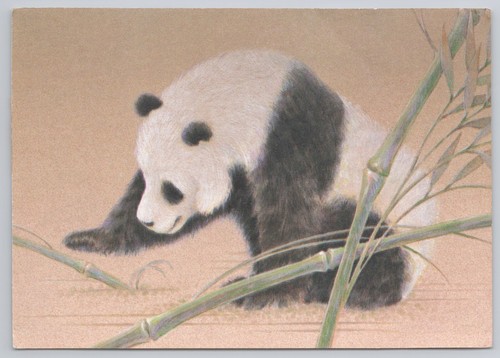 Cartolina punzone orso - cartolina, panda