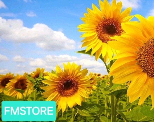 Girasole gigante sunflower - -,