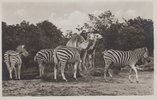 CARTOLINA  TEMATICA ANIMALI