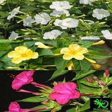 SEMI BELLA DI NOTTE MIRABILIS