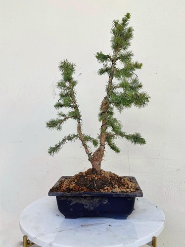 Bonsai abete - di,