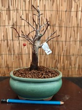 Bonsai di Melo Sieboldi h 28cm