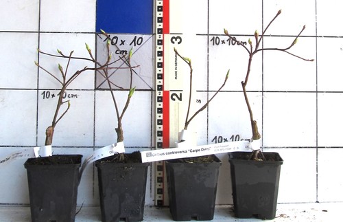 Cornus controversa carpe - cornus, "carpe