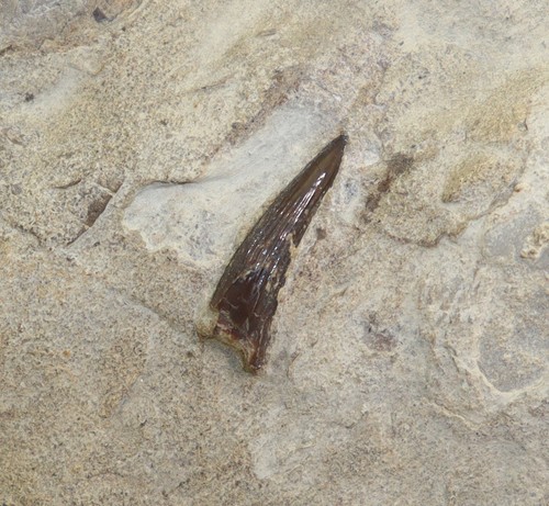 Zahn nothosaurus trias - zahn,,